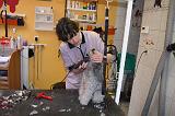 CANICHE - TOILETTAGE 023